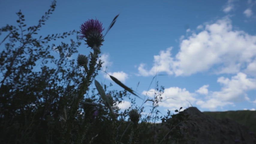 devedikeni, yabani çiçek, doğa manzarası, mavi gökyüzü, bulutlar, kır bitkileri, flora, doğal yaşam, ekosistem