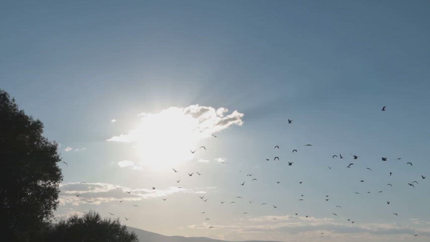 Ardahan Kura Nehri üzerinde gün batımında uçan kuş sürüsünü gösteren doğal stok video.