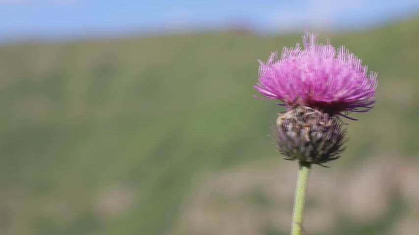 Ardahan'da doğal ortamında açan mor devedikeni çiçeğinin yakın plan görüntüsünü sunan yüksek kaliteli stok video.