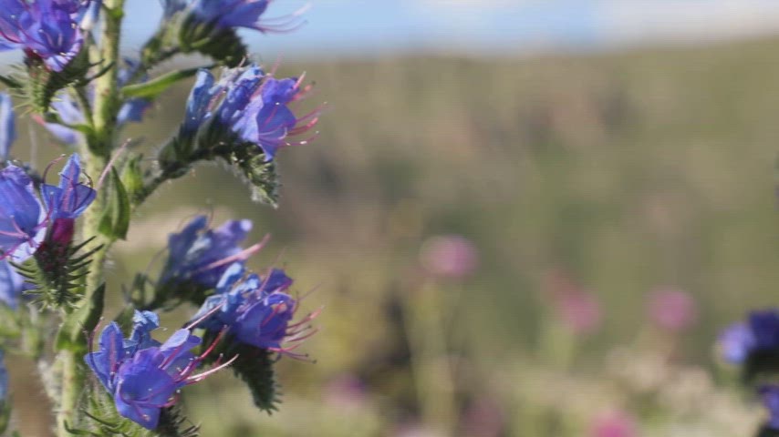 Ardahan doğasında açan engerek otu (Echium vulgare) çiçeğinin makro yakın plan stok videosu.