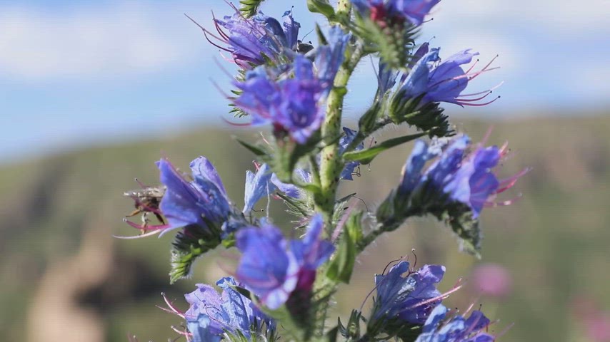 Ardahan florasında yetişen engerek otu çiçeğinin makro yakın plan görüntülerini içeren stok video.