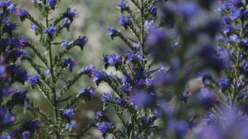 Ardahan florasında yetişen engerek otu bitkisinin yakın plan ve yüksek kaliteli stok video görüntüsü.
