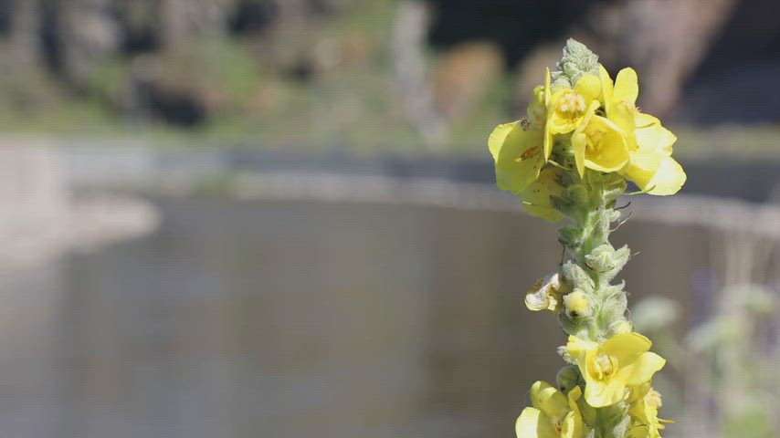 Ardahan sığırkuyruğu, Verbascum Türkiye, Şeytan Kalesi çiçekleri, Anadolu yabani bitkileri,