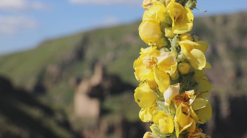 Şeytan Kalesi Sığırkuyruğu, Ardahan Verbascum, Şeytan Kalesi yabani çiçekleri,