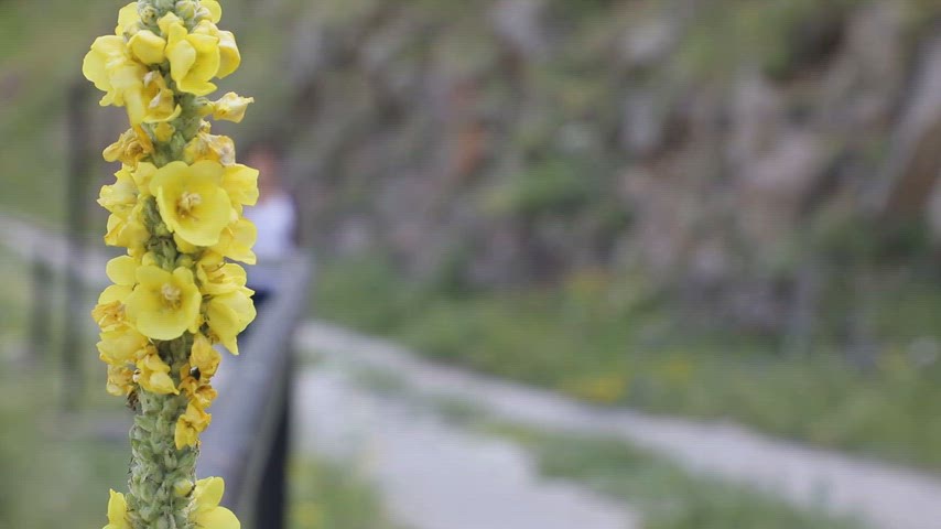 Şeytan Kalesi yürüyüş yolu, Sığırkuyruğu Ardahan