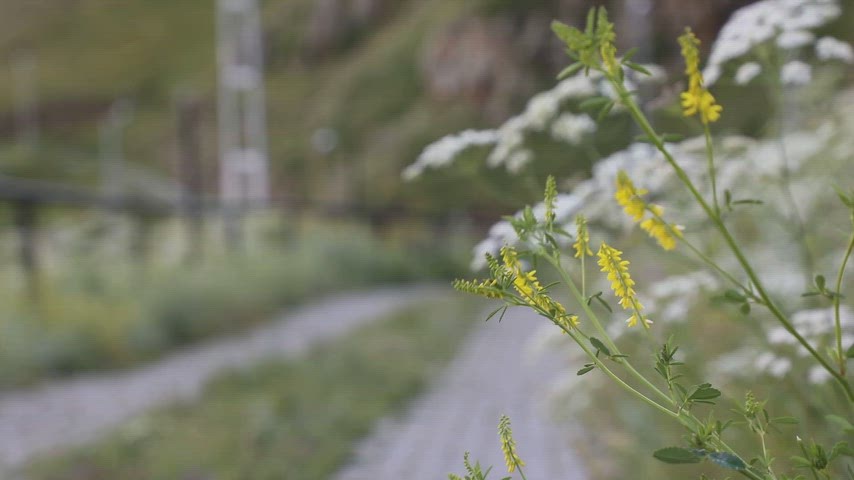 Ardahan Şeytan Kalesi, Şeytan Kalesi yürüyüş yolu, Çıldır Şeytan Kalesi, Ardahan yabani çiçekler,