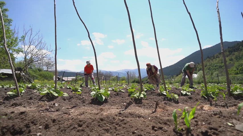 Artvin Şavşat'ta tarlada çalışan köylüler görüntüsü.