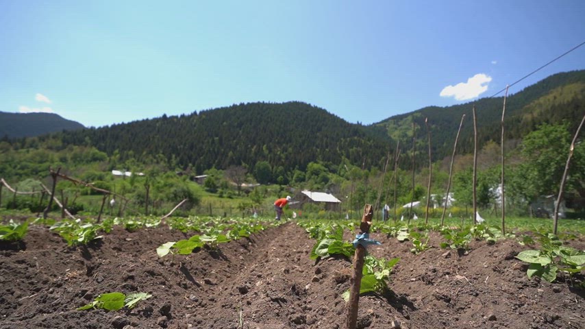 Artvin Şavşat'ta dağlarla çevrili sebze tarlası görüntüsü.
