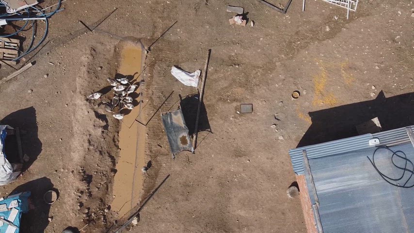 Su Birikintisi Çevresindeki Ördeklerin Drone ile Havadan Görüntüsü