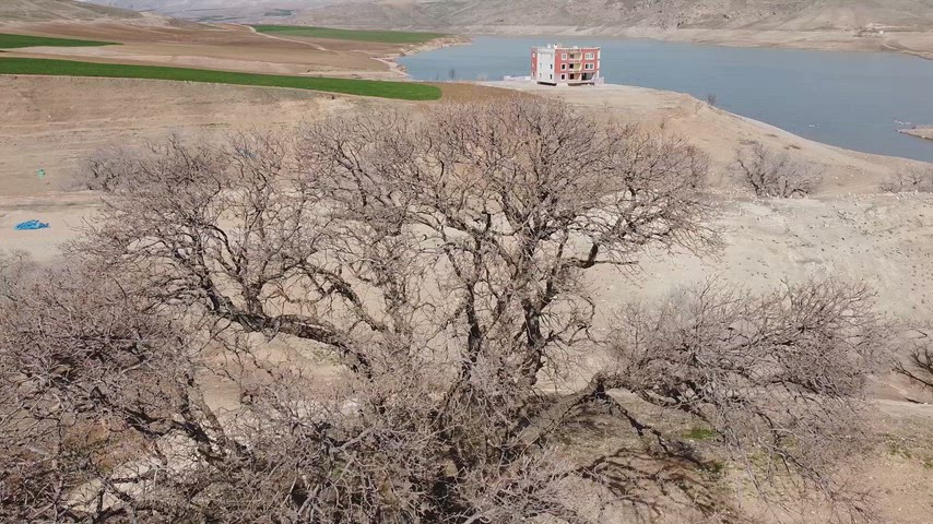 Göl Kıyısındaki Yaprak Dökmüş Yaşlı Ağaçların Doğal Manzarası