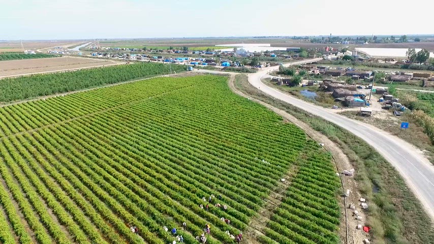 Adana'da Kırmızı Biber Hasadı ve Tarım İşçilerinin Havadan Görünümü