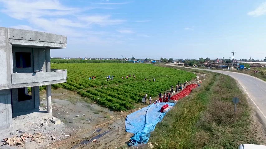 Adana'da Kırmızı Biber Hasadı ve Tarım İşçilerinin Havadan Görünümü