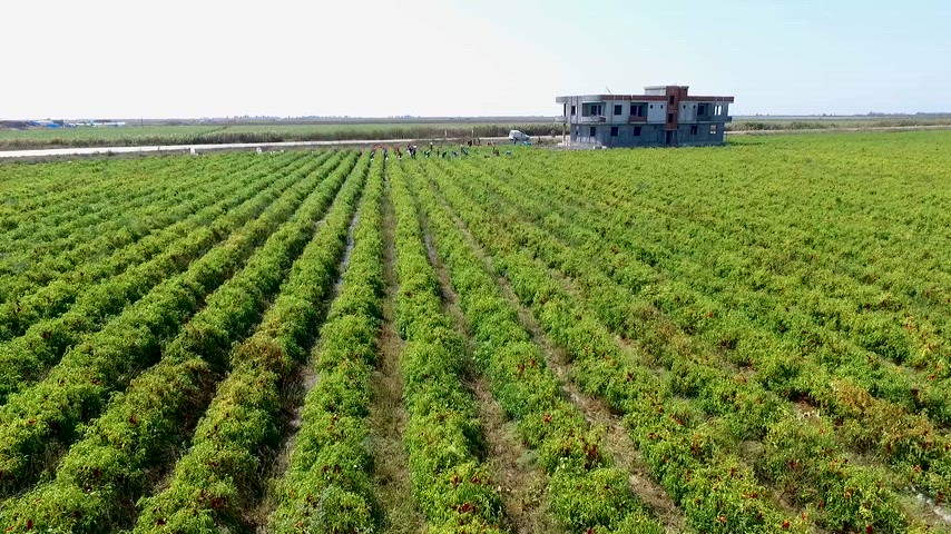 Adana biber tarlası, mevsimlik tarım işçileri, Çukurova tarımı, biber hasadı, Türkiye tarım görüntüleri, tarım işçileri video