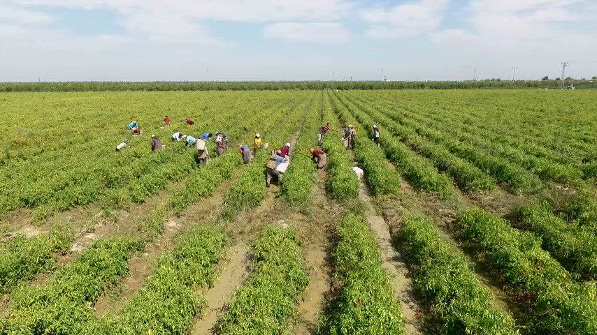 Adana biber hasadı, Çukurova biber tarlası, mevsimlik tarım işçileri,
