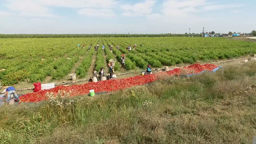 Çukurova biber tarlası, Adana tarım görüntüleri, biber hasadı videosu, mevsimlik işçiler,