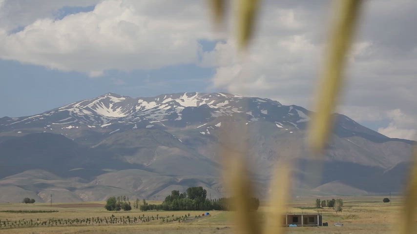 Bitlis'te Süphan Dağı'nın karlı zirvesi ile altın sarısı buğday tarlaları