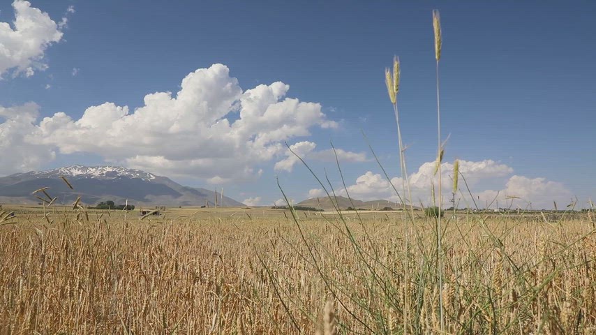 Bitlis'te Süphan Dağı manzarası eşliğinde olgunlaşan buğday tarlaları