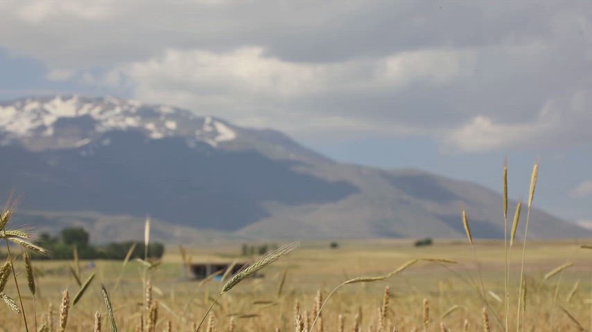 Süphan Dağı, Bitlis, buğday başağı, buğday tarlası, hasat, tarım, sarı başaklar, kırsal yaşam, doğal manzara, yaz mevsimi