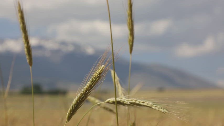 Bitlis ovası, Süphan Dağı, buğday, tarım alanı, ekin, kırsal manzara, tahıl üretimi, hasat, doğal görüntü, bereketli toprak