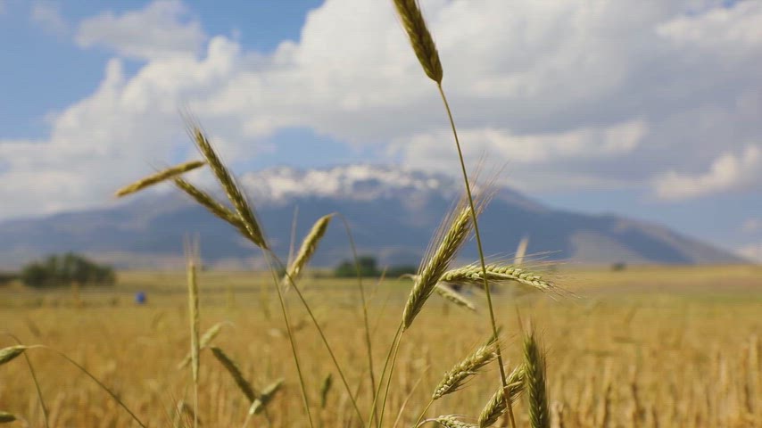 Süphan Dağı, buğday başağı, Bitlis doğası, tarımsal üretim, verimli topraklar, hasat dönemi, tahıl, yaz tarlası, bereket,