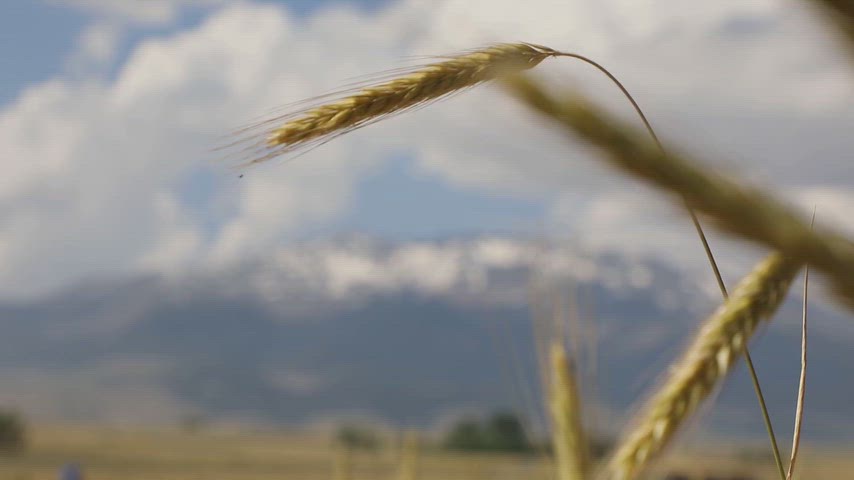 Süphan Dağı, Bitlis, buğday, başak, tarla, tarım, hasat zamanı, doğal görüntü, kırsal alan, ekin