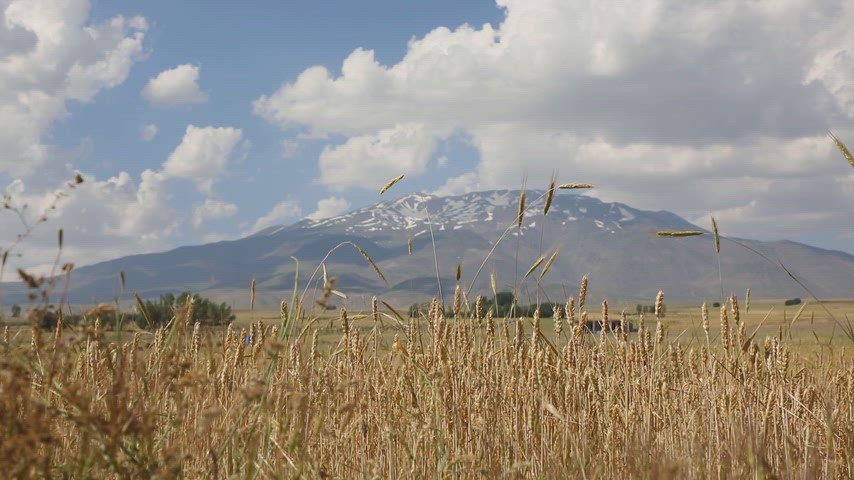 Süphan Dağı, Bitlis, buğday başağı, buğday tarlası, tarım, hasat, ekin, tahıl, kırsal yaşam, doğa