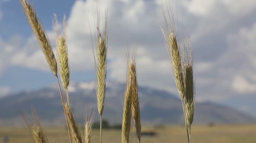 Süphan Dağı, Bitlis, buğday başağı, başak, tarla, ekin, tarım, kırsal yaşam, dağ manzarası, hasat zamanı