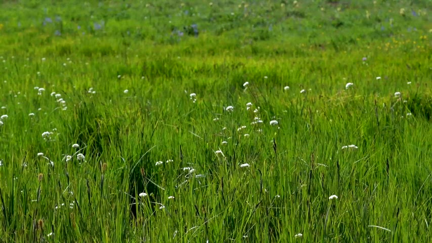 Yeşil bitki örtüsü, flora ve sakin doğa manzaraları için yüksek kaliteli görüntü.