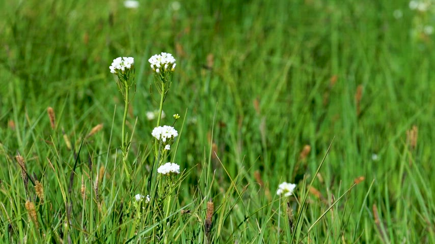 İlkbahar doğası, flora, bitki örtüsü ve doğal yaşam temaları için ideal görsel içerik.