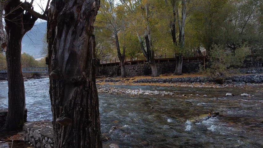 Sonbaharda kavak ağaçları arasından akan berrak akarsu ve doğal peyzajı gösteren sinematik stok görüntü.