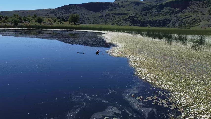 Dersim'deki Xızır Gölü'nde angutların doğal yaşamını ve sulak alan ekosistemini gösteren sinematik görüntü.