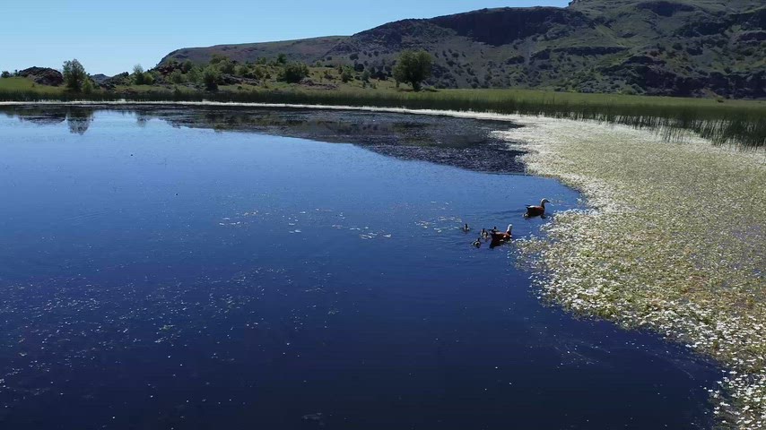 Dersim Xızır Gölü'nde yaban ördekleri ve yavrularının doğal yaşamını gösteren etkileyici drone görüntüsü.