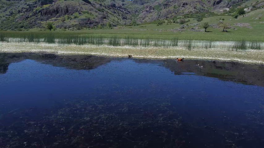 Dersim Xızır Gölü kıyısında yaban ördekleri ve yavrularını gösteren doğal yaşam drone görüntüsü.