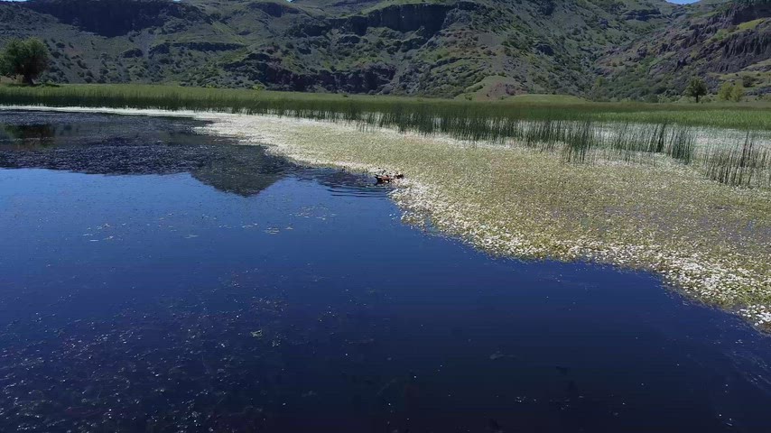 Dersim Xızır Gölü'nde yaban ördekleri ve yavrularını gösteren etkileyici drone görüntüsü.