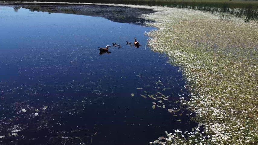 Dersim Xızır Gölü'nde yavrularıyla yüzen angut ailesini gösteren etkileyici drone görüntüsü.
