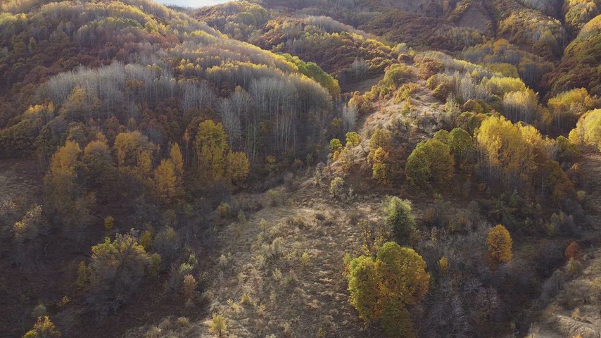 Dersim Pülümür sonbahar ormanlarını ve dağlık vadileri gösteren yüksek çözünürlüklü drone doğa manzarası.
