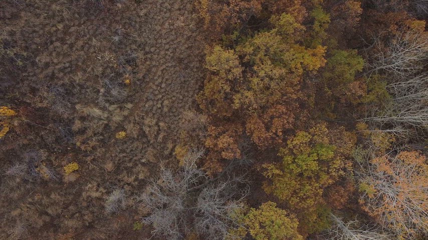 Dersim Pülümür sonbahar ormanlarını ve renk değiştiren ağaç örtüsünü gösteren yüksek çözünürlüklü drone hava çekimi.