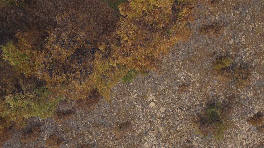 Dersim Pülümür’de sonbahar renklerine bürünen ağaçların ve doğal orman dokusunun yüksek çözünürlüklü drone hava çekimi.