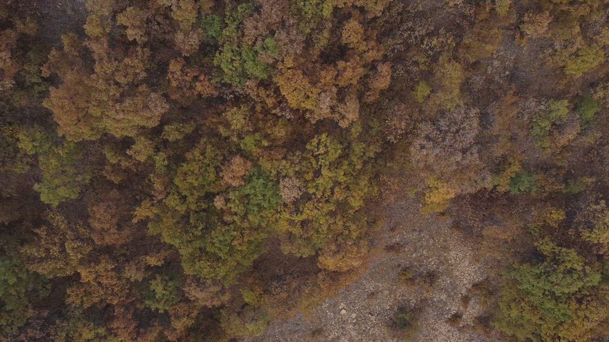 Dersim Pülümür’de sonbahar ormanının dikey açıdan görüntülendiği yüksek çözünürlüklü drone hava çekimi.