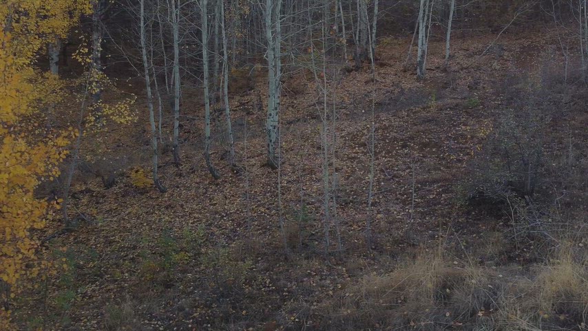 Dersim Pülümür’de sonbaharda altın sarısına dönen kavak ağaçlarını gösteren yüksek çözünürlüklü drone yakın plan çekimi.