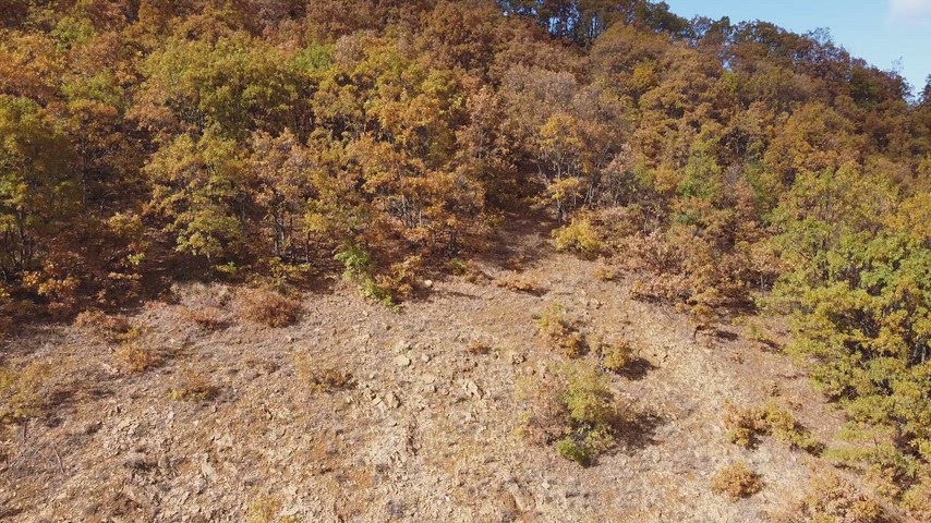 Sonbahar renkleriyle kaplanan dağ ormanının etkileyici havadan drone görüntüsü.