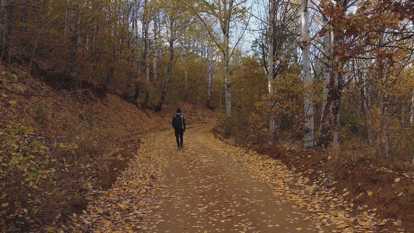 Sarı yapraklar, orman atmosferi ve kıvrılan toprak yol ile sinematik sonbahar manzarası.
