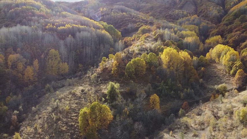 Sonbahar orman vadisinin havadan panoramik drone görüntüsü. Renkli yaprak döken ağaçlar
