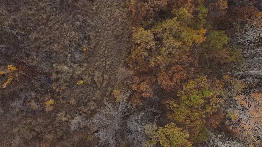 Sonbahar ormanının üstten drone ile görüntülendiği bu etkileyici hava çekimi,