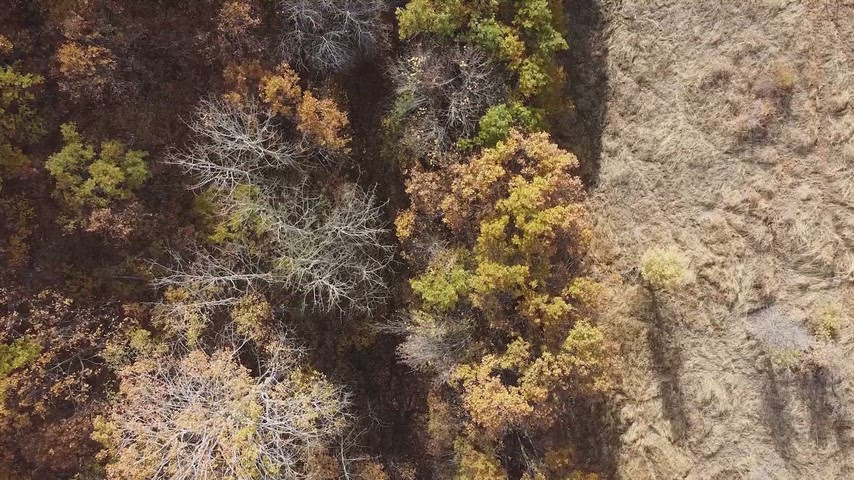 Üstten drone ile çekilen sonbahar ormanı manzarası, doğal renk geçişleri ve sinematik doğa görüntüsü sunuyor.