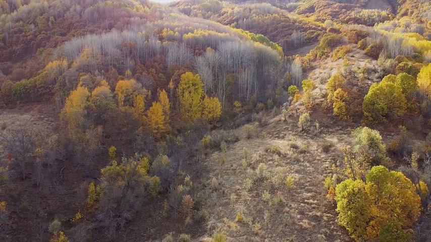 Drone ile çekilen sonbahar vadisi manzarası, renkli orman dokusu ve doğal peyzajı sinematik bir perspektifle sunuyor.