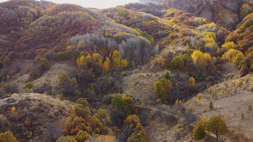 Drone ile çekilen sonbahar ormanı ve vadi manzarası, doğal renk geçişleriyle etkileyici sinematik panorama sunuyor.
