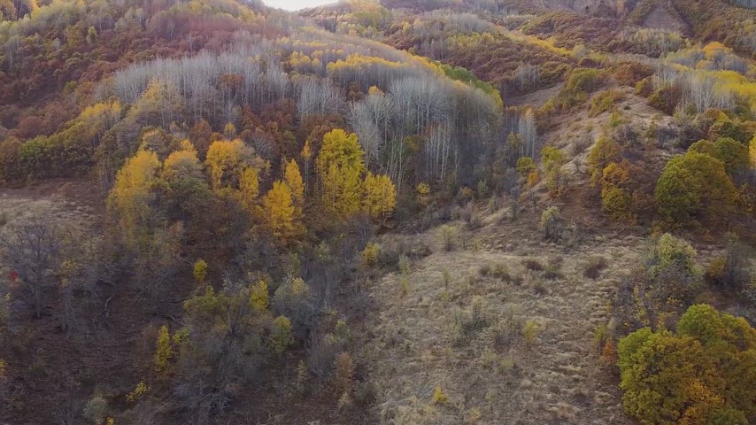 Drone ile çekilen sonbahar ormanı ve vadi manzarası, doğal renk geçişleriyle etkileyici sinematik doğa görüntüsü sunuyor.