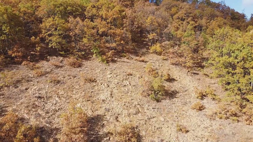 Drone ile çekilen sonbahar ormanı ve renkli yamaç manzarası, doğal renk geçişleriyle etkileyici doğa görüntüsü sunuyor.
