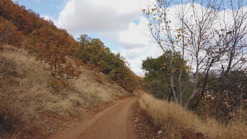 Sonbahar orman yolu, toprak yol, dağ manzarası ve renkli ağaçlarla doğal kırsal peyzaj görüntüsü.